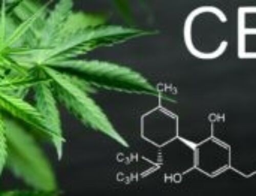 Focus sur les vertus thérapeutiques du chanvre, communément connu sous le nom de Cannabis.